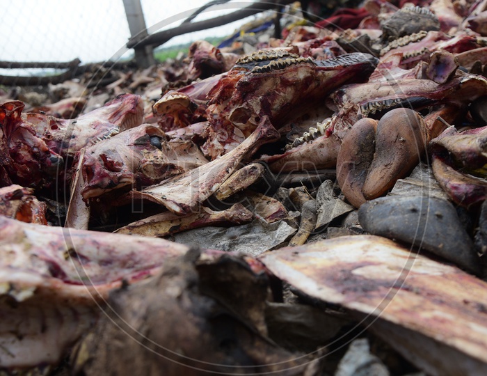 Animal body parts in a dumping yard