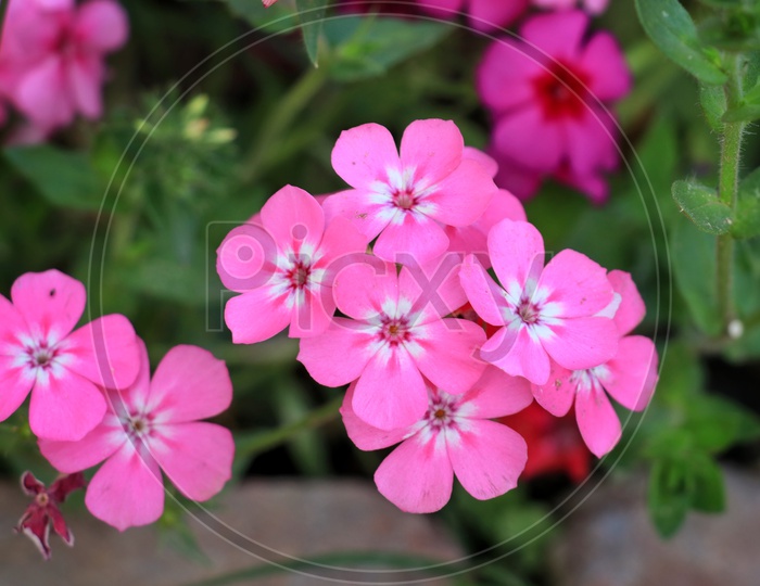 Phlox pilosa pink flowers