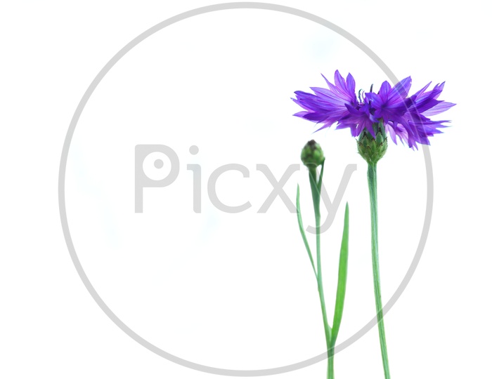 Corn flower isolated on a white background