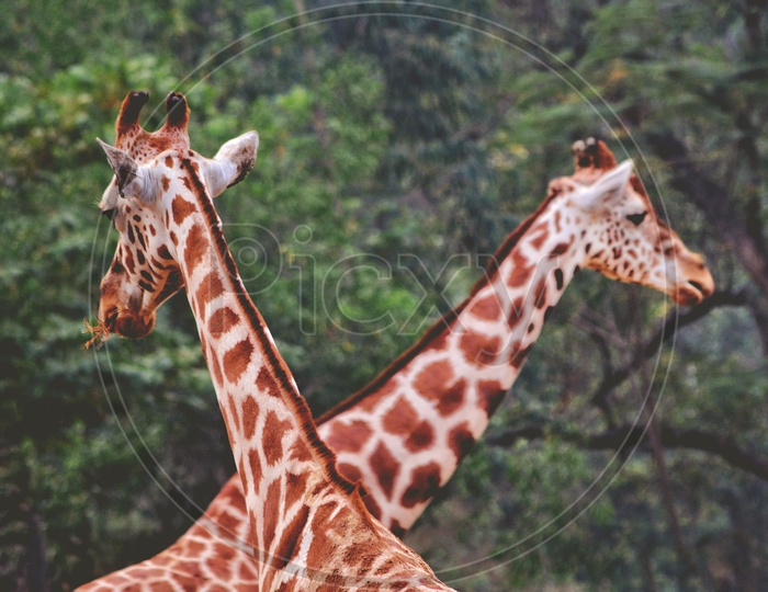 Giraffes' Face Off