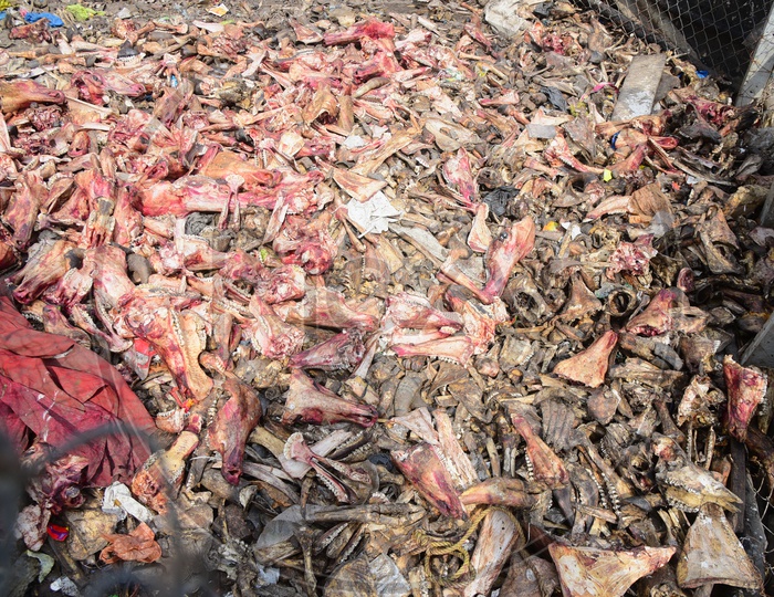 Animal body parts disposed in a dumping yard