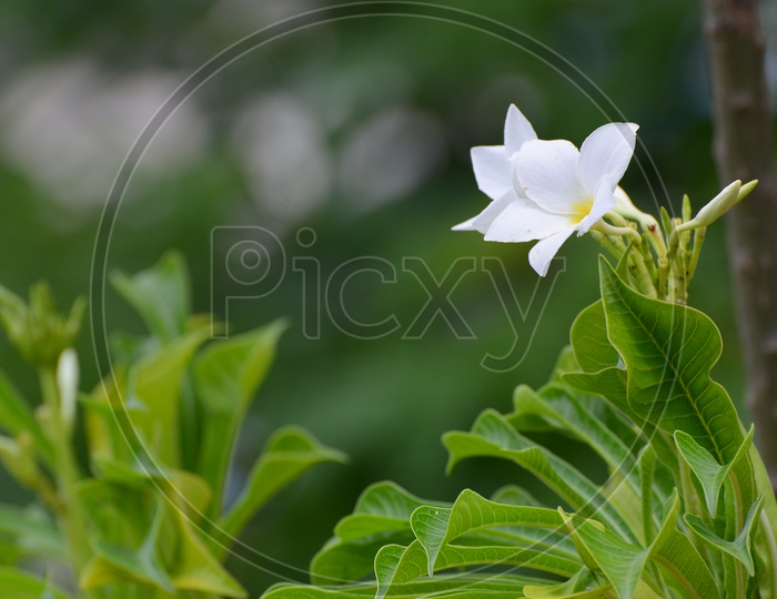 Close of a white garden flowers and leaves