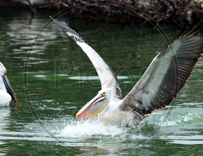 Spot billed Pelican making a splash