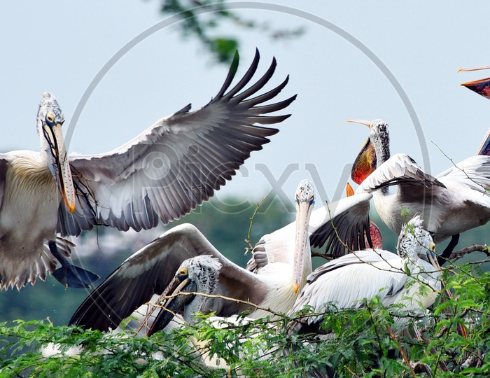 Spot billed Pelicans