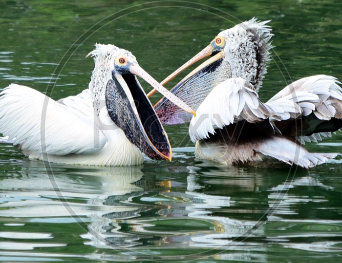 Spot billed Pelicans on the water