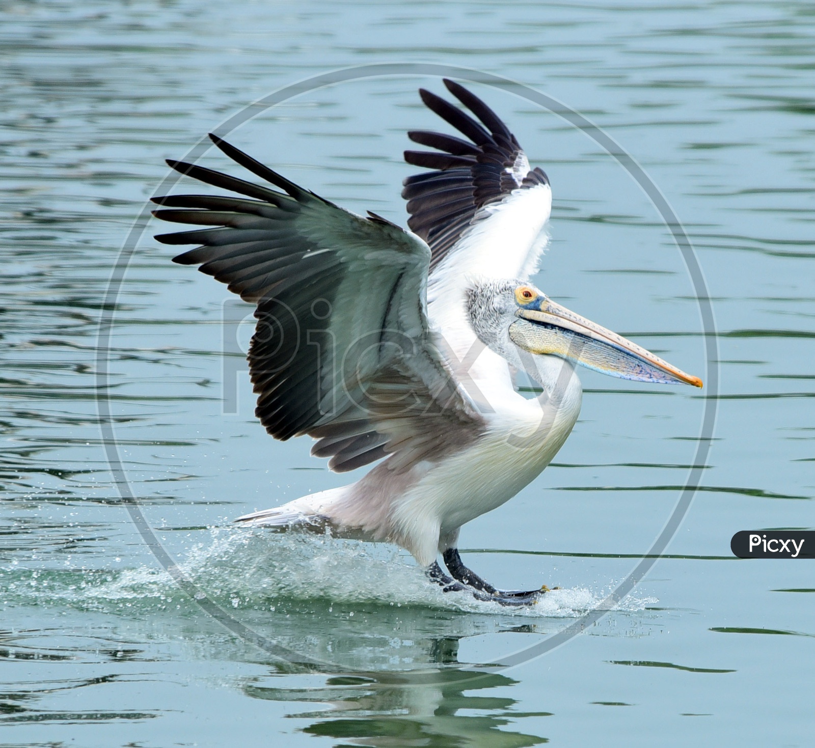 Spot billed Pelican with its wings wide spread