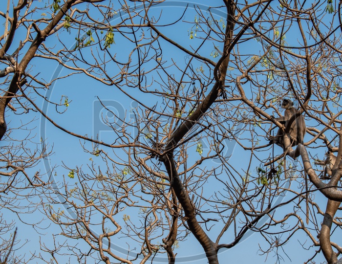 Indian gray languar black faced monkey sitting on a tree.