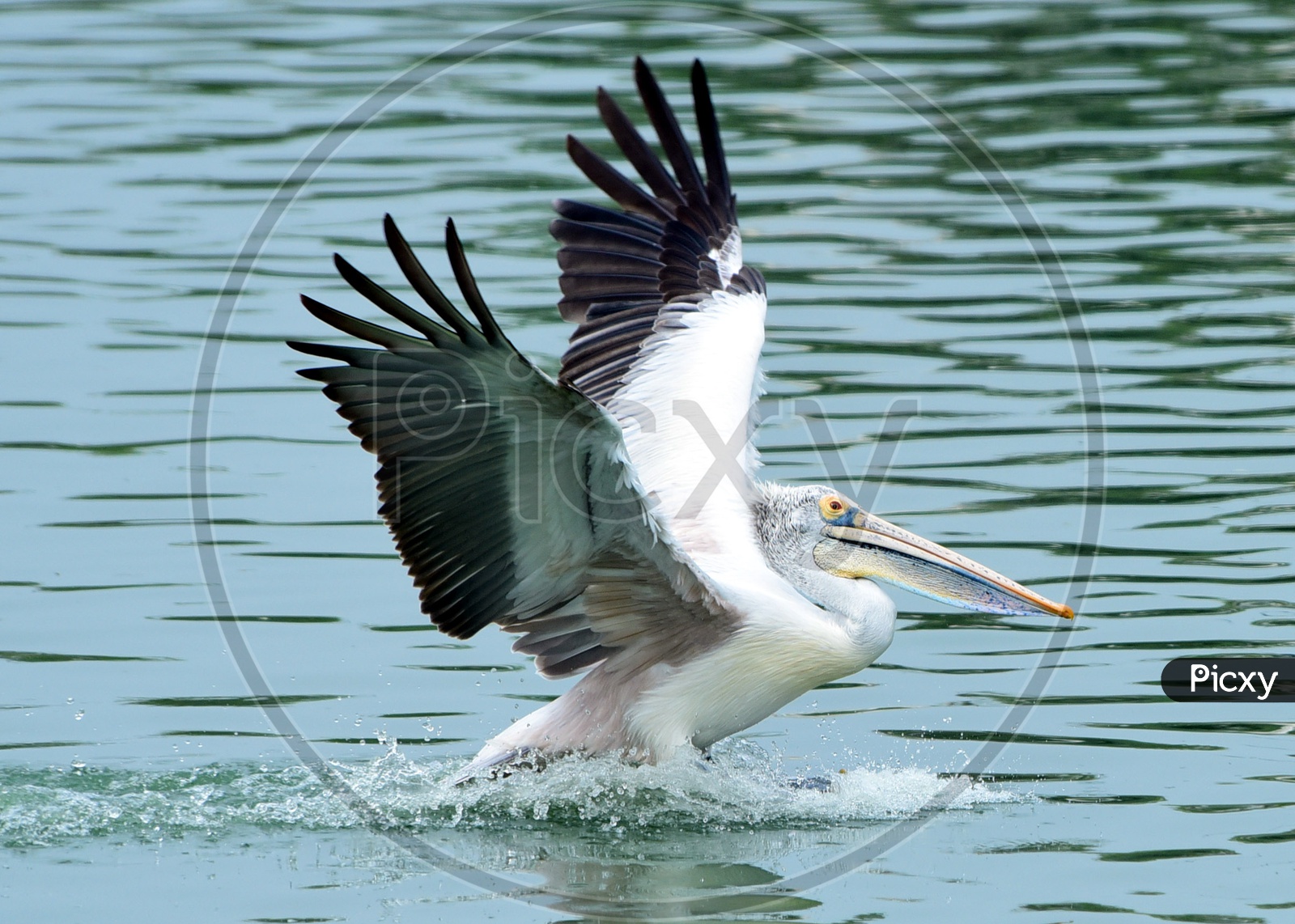 Spot billed Pelican with its wings wide spread