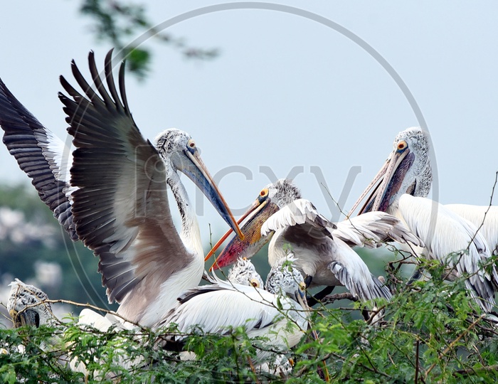 Pelicans on a tree