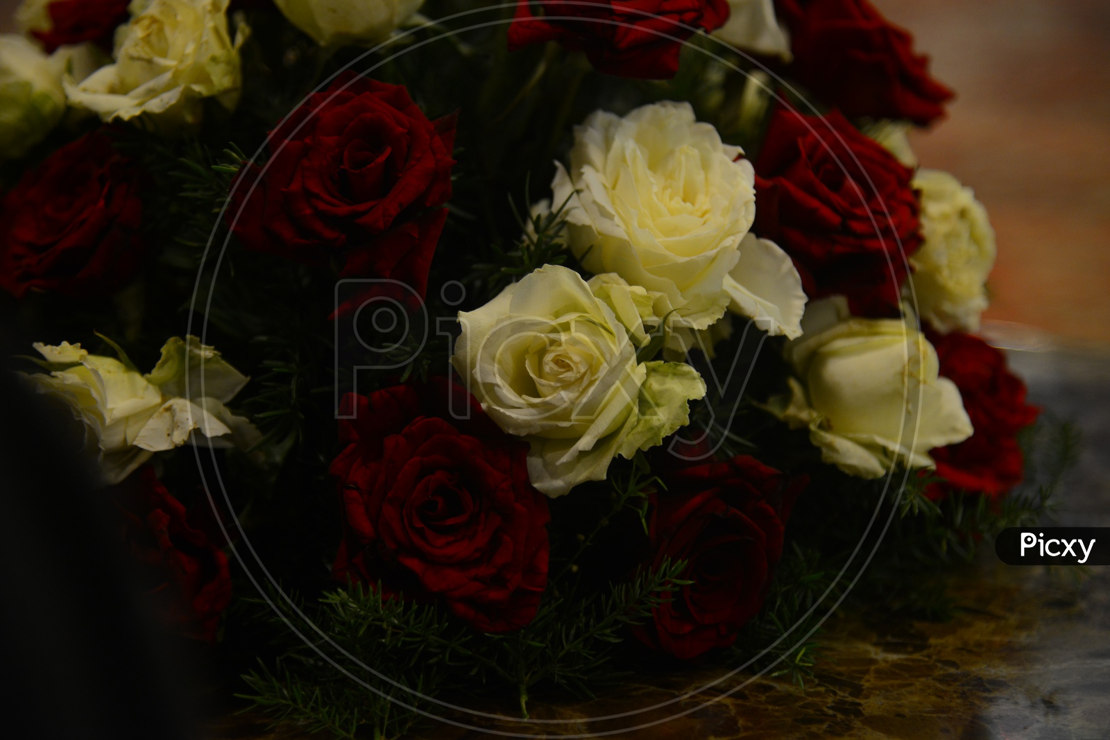 Close up of red and white roses
