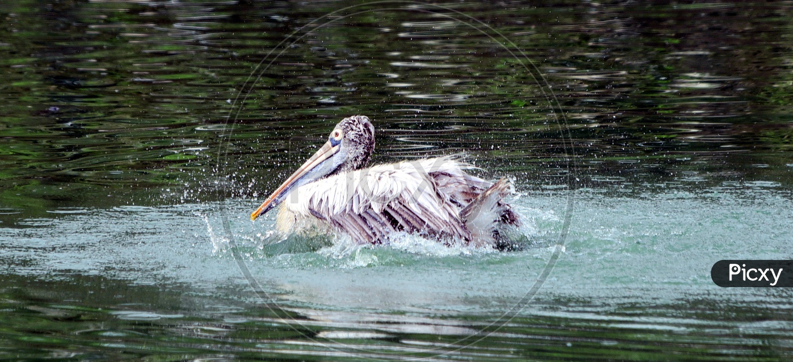 Spot billed Pelican making a splash