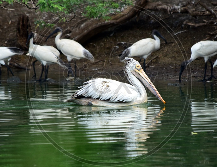 Spot billed Pelicans on the water