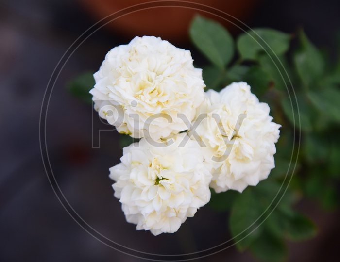 White Rose flowers