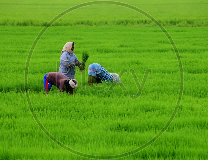 Indian farmers working in the Agricultural field