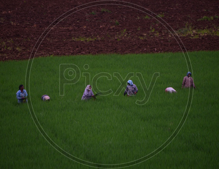 Indian farmers working in the Agricultural field