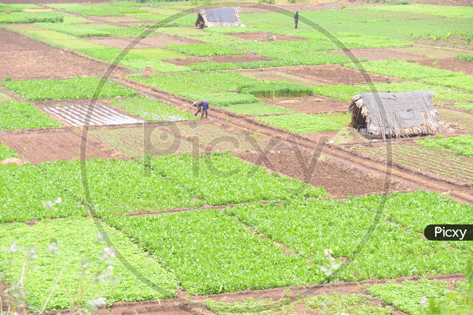 Farmer working in agriculture fields