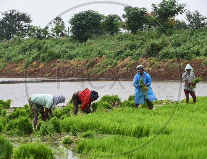 Farmers working in the Paddy Field
