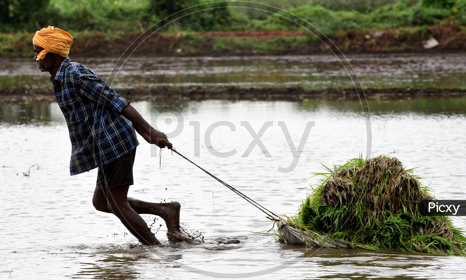 Indian Farmer carrying pady in the Agriculture field