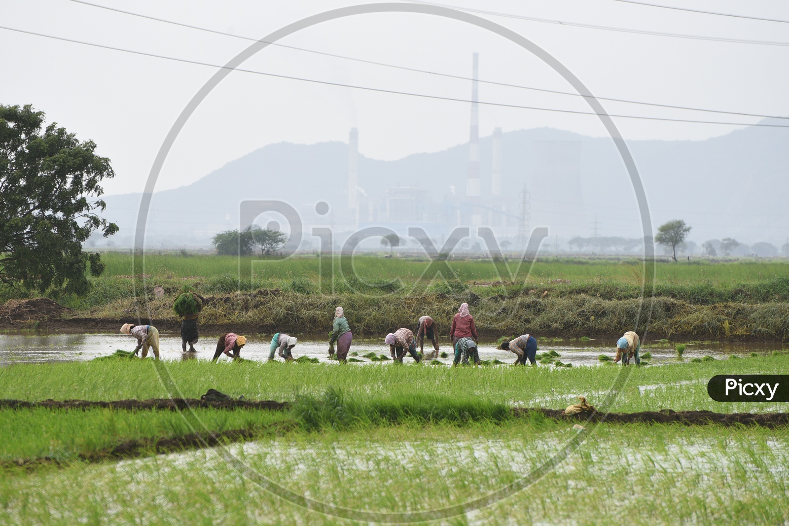 Group of Indian farmers working in the Agricultural field