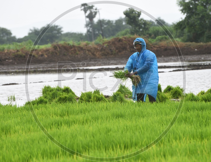 A farmer with a raincoat working in the Paddy Field