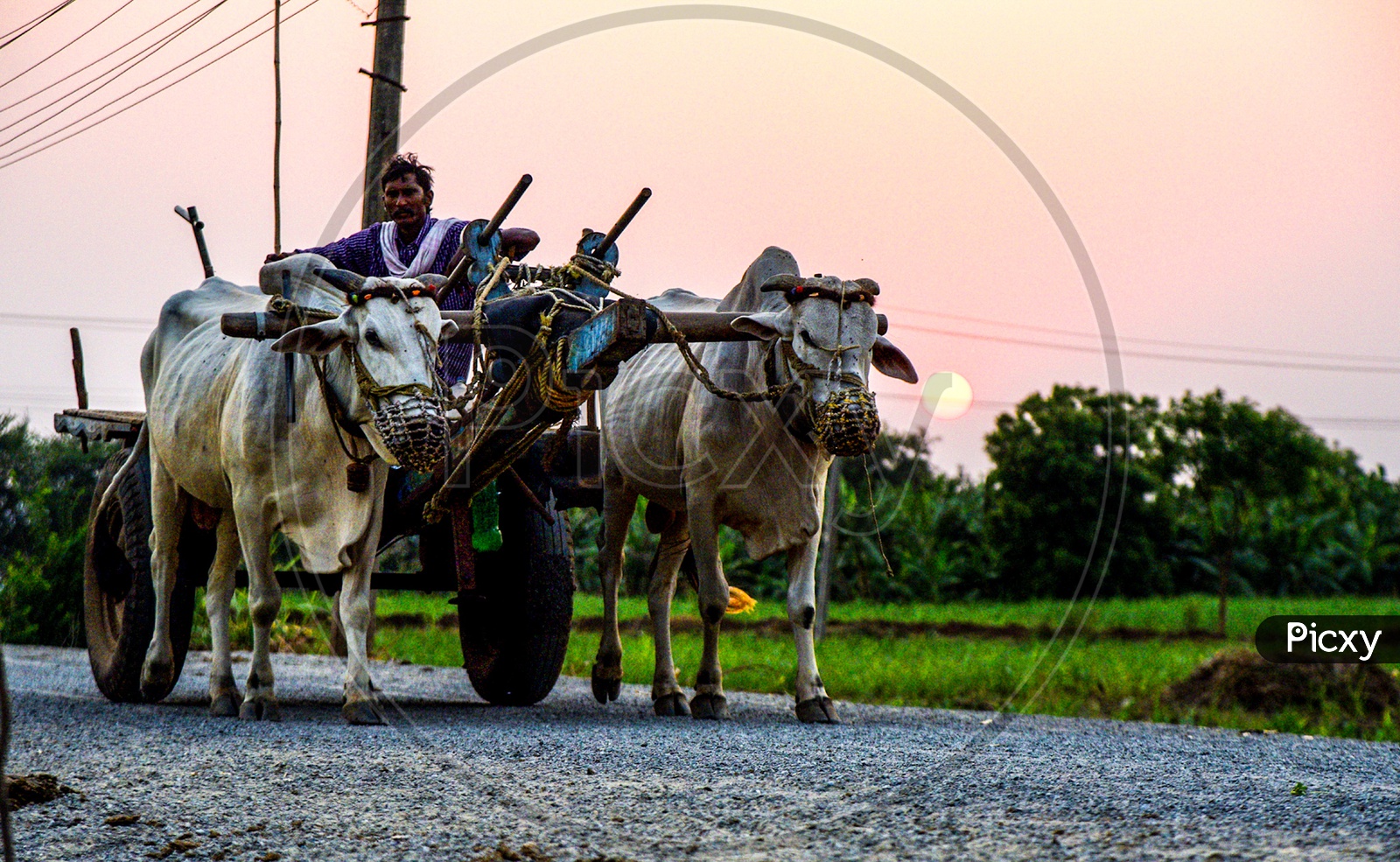 Bullock cart on the road during sunset