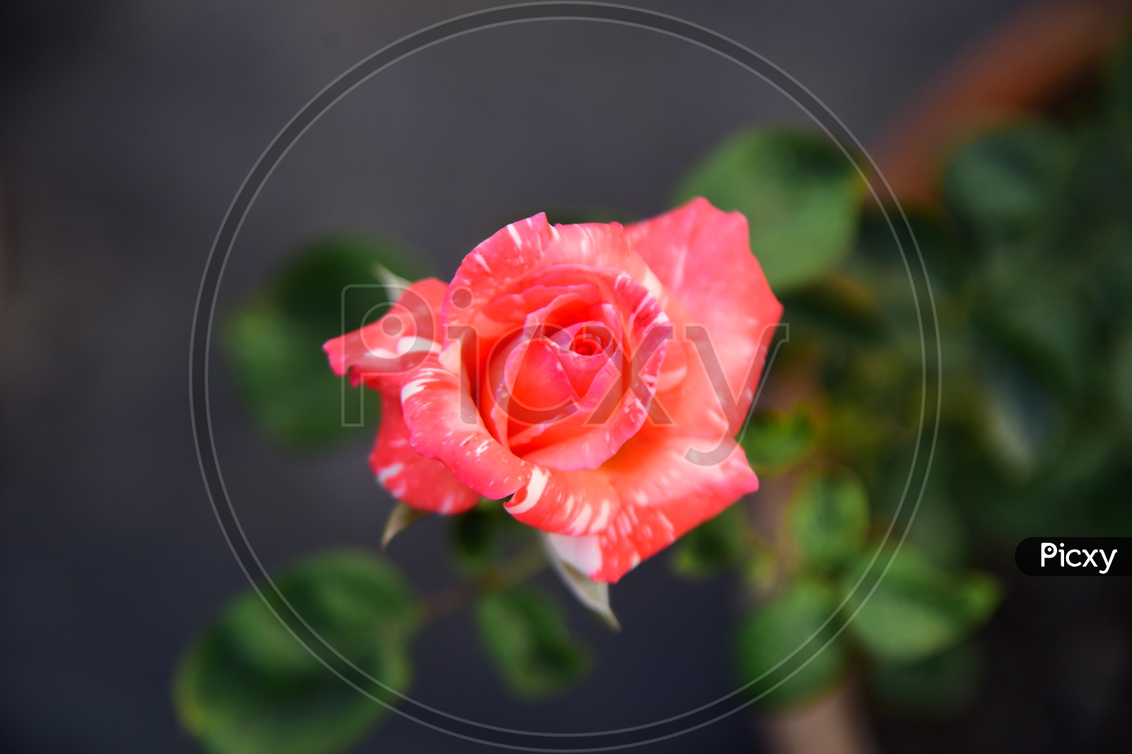 Close up shot of Rose flower