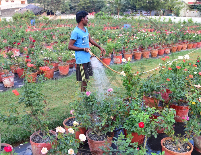 A person watering plants in the garden