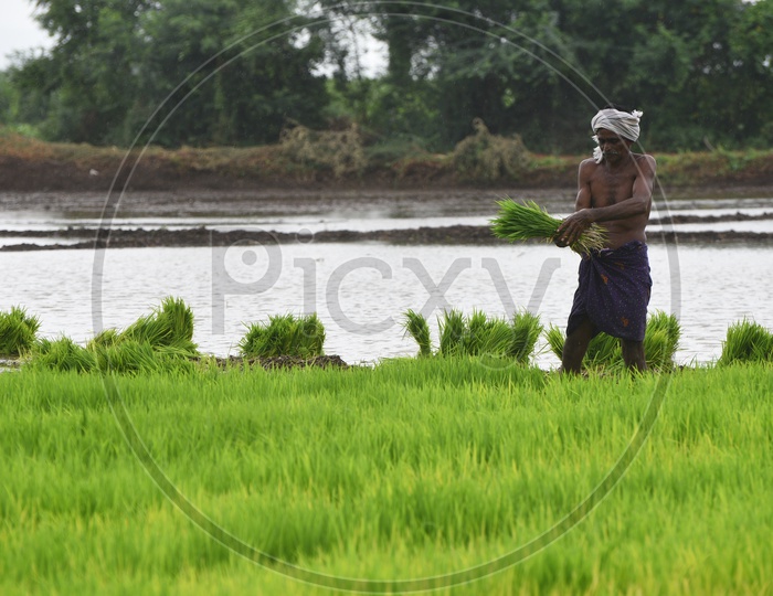 Indian Farmer working in the Agriculture field