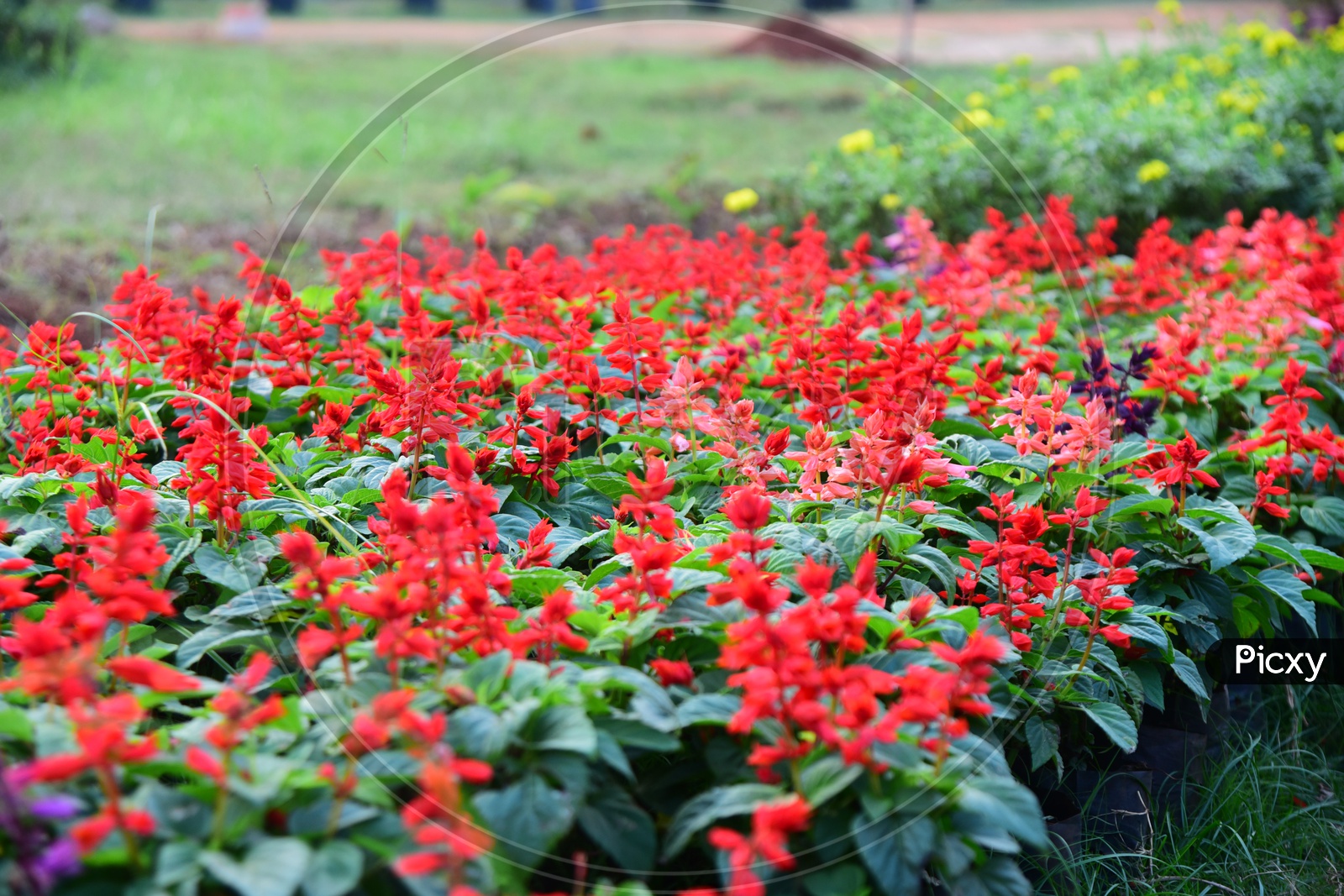 Red Salvia flowers
