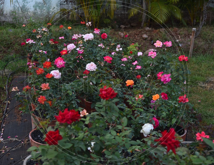 Different types of rose plants in a garden