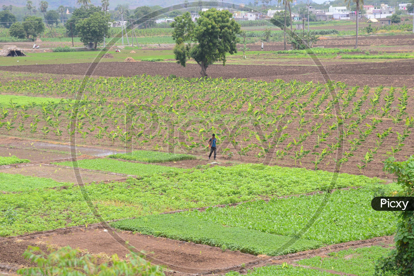 Farmer working in agriculture fields