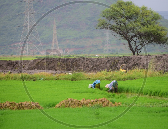 Indian Farmers working in the  Agricultural field