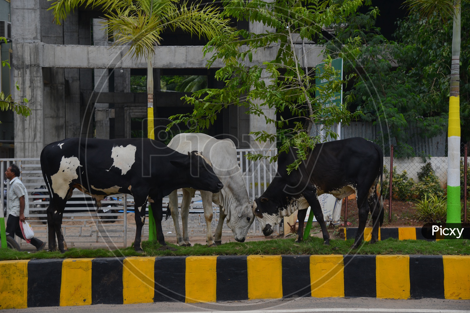 Stray cows grazing grass on the road divider