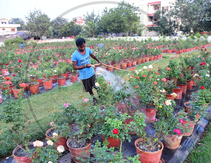 A person watering the plants in the garden