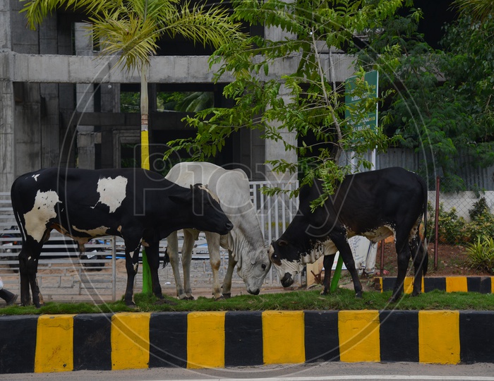Stray cows grazing grass on the road divider