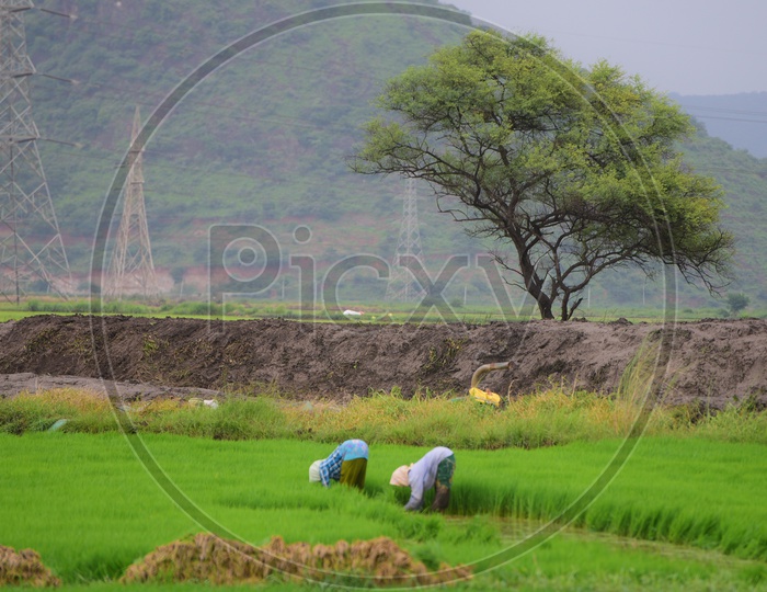 Indian Farmers working in the field