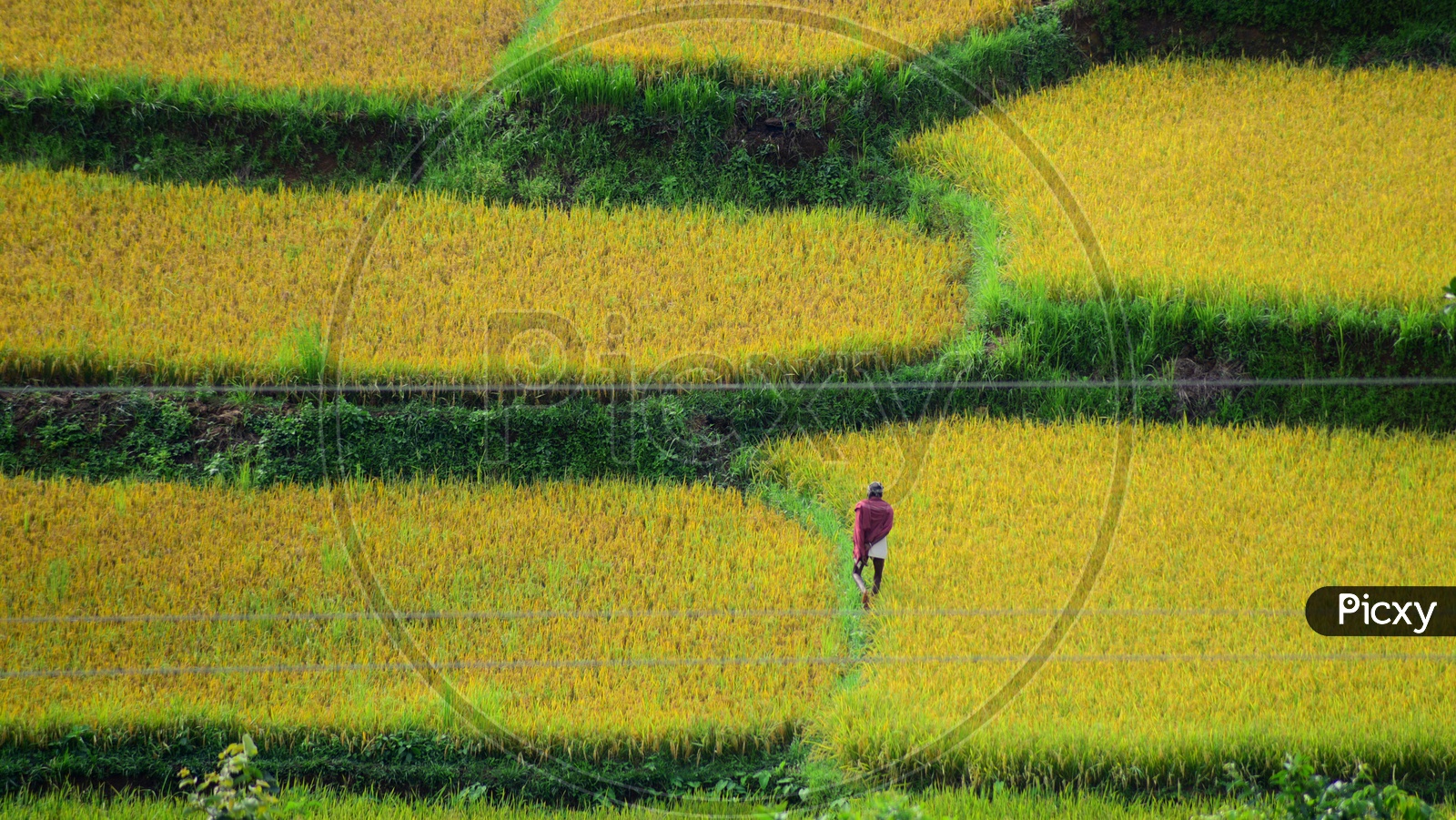 A farmer walking in the paddy fields