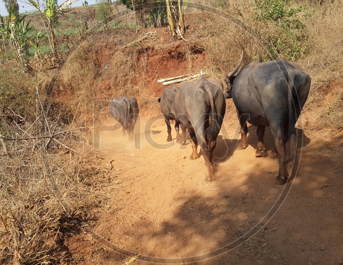 Cattle walking in countryside of maharashtra kolhapur district