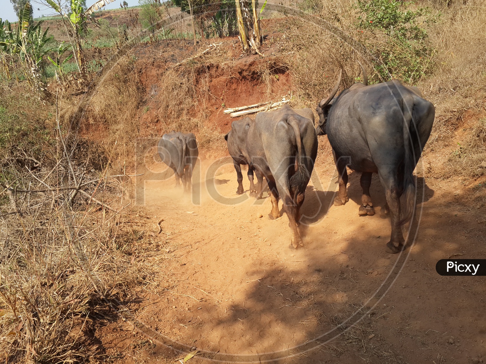 Cattle walking in countryside of maharashtra kolhapur district