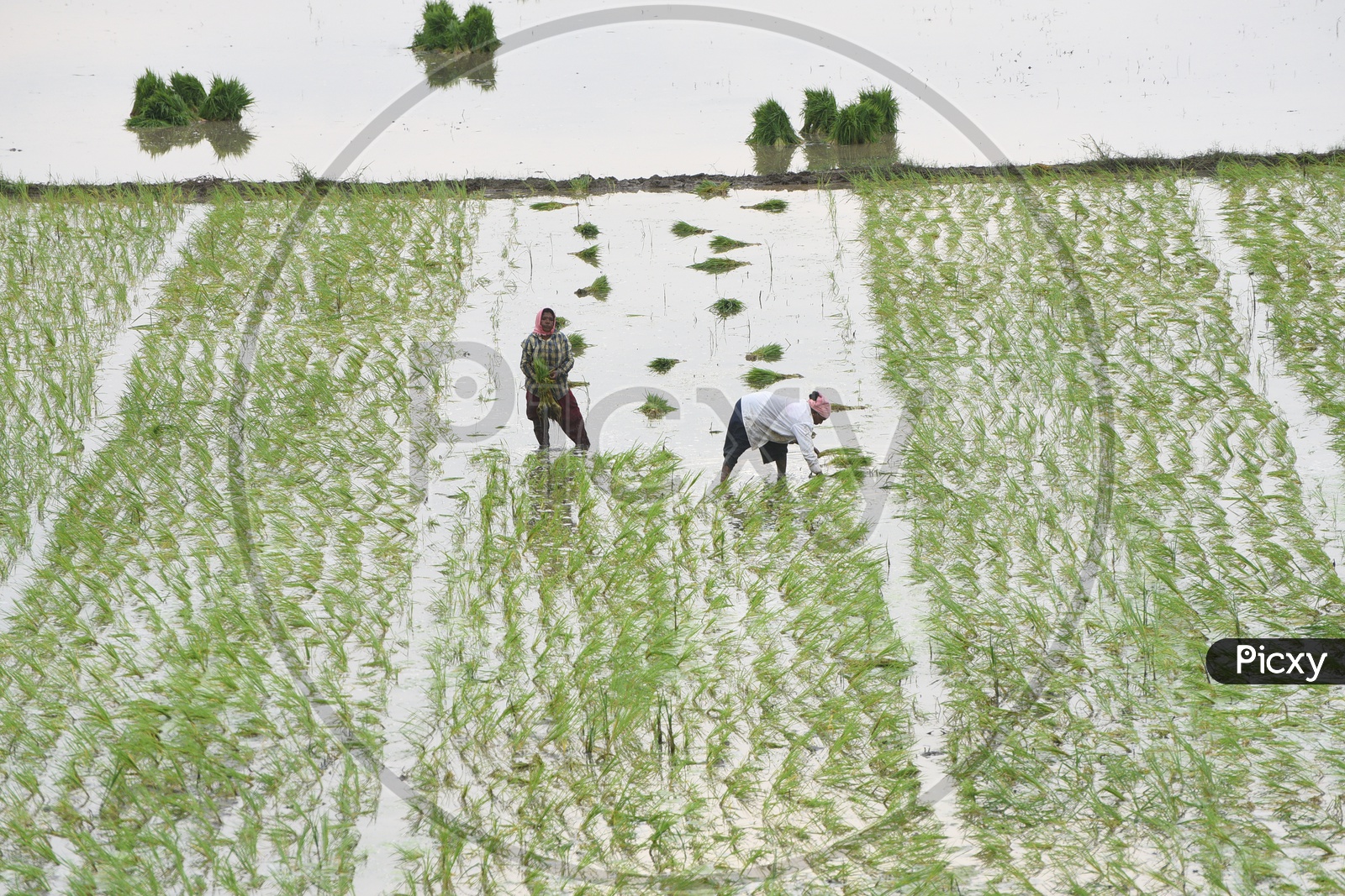 People working in agriculture fields
