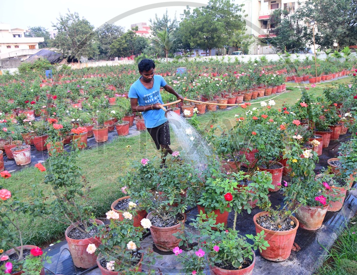A person watering the plants in the garden