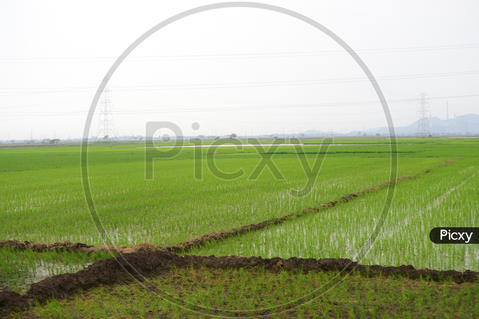 Paddy fields of Andhra Pradesh