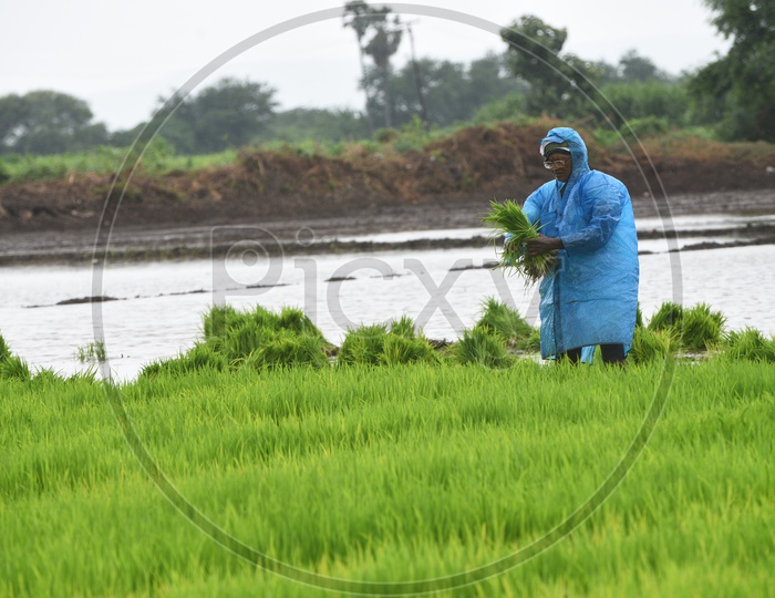 A farmer with a raincoat working in the Paddy Field