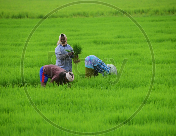 Indian Farmers working in the  Agricultural field