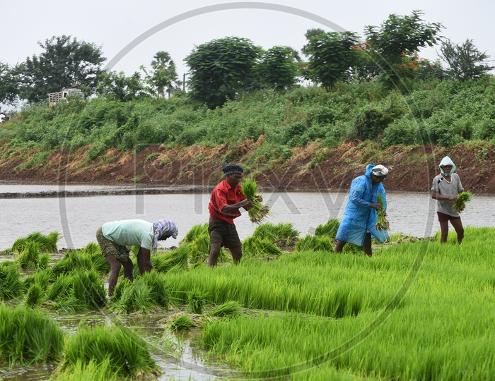 Farmers working in the Paddy Field