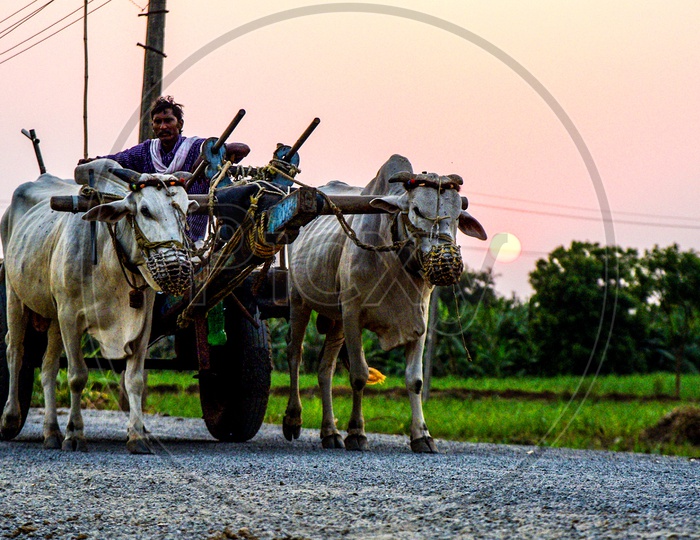 Bullock cart on the road during sunset