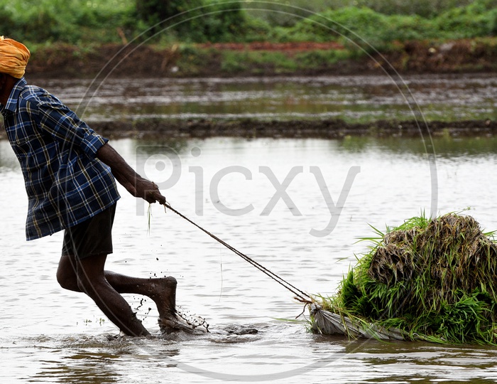 Indian Farmer carrying pady in the Agriculture field