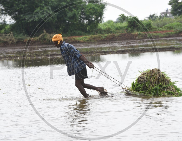 Indian Farmers carrying paddy in the agricultural field