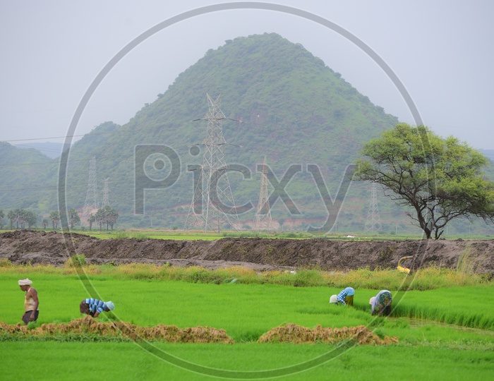 Indian Farmers working in the agricultural Fields