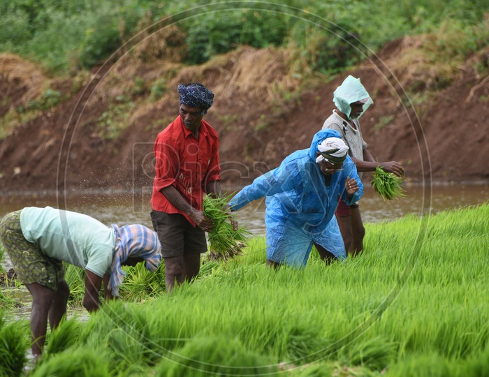 Indian Farmers working in the Agriculture field